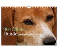 Graue Schnuten - Hunde in den besten Jahren (Wandkalender 2026 DIN A4 quer), CALVENDO Monatskalender: Ältere Hunde, die den Kalender zieren