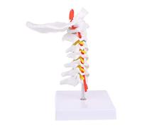 Greabuy Vértebra cervical, arteria, columna vertebral, nervios espinales, modelo anatómico de vida