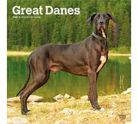 Great Danes - Deutsche Dogge 2027 - 16-Monatskalender: Original BrownTrout-Kalender [Mehrsprachig] [Kalender] (Great Danes | 2027 12 x 24 Inch ... | BrownTrout | Animals Dog Breeds)