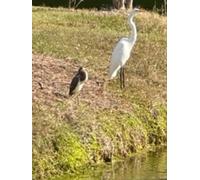Great Egret and Tricolored Heron near Pond Gratitude Notebook: 8.5 x 11 hardcover journal lined with 100 pages cover photograph of wildlife birds great egret and tricolored heron Charleston SC