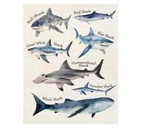 Great White Shark Poster - Realistic Sharks & Predators of The Sea, Educational Science Art for Kids Room, School & Ocean Lovers(Unframed,16x24inch(40x60cm))
