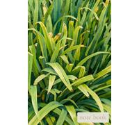 Green Energy Notebook, Fresh Nature Inspired Journal for Focus & Renewal, Minimal Botanical Daily Writing & Mindfulness Diary