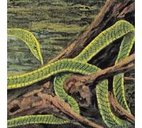 Green Graves [Vinilo]