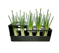 Green Onion Grower - Black 6.5 Inch | hydroponic Planter with Sprouting Kit, Windowsill, Indoor Gardening, Green Onion Planter | Kitchen Counter Home Small Space Planting