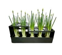 Green Onion Grower | Hydroponic Sprouting and Growing Container, Green Onion Planter Sprouting Kit For Windowsill, Garden, Kitchen, Home, Counter, and Indoor Growing