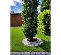 Green-Split Anillo de árbol de Aluminio Altura 100 mm Diámetro 1.2 m | Borde para árboles | Anillos de plantación | Borde para Camas | Borde para césped