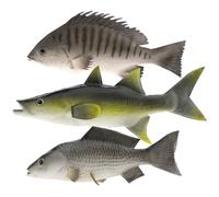 Gresorth 3 Paquete Falso Pez Pescado Artificiales Carpa Rayas Bass Ornamento Pargo Cuelga Casa Jardín Modelo Decoracion