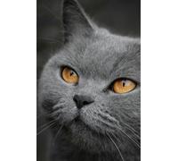 Grey Cat A5 Lined 75 Page Notebook Hardback