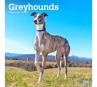 Greyhounds | Calendario mensual cuadrado de pared 2026 de 12 x 24 pulgadas (colgado) | Sin plástico | BrownTrout | Animales razas de perros