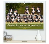 Großer Schweizer Sennenhund - Mit Schweizer Welpen durch das Jahr (hochwertiger Premium Wandkalender 2026 DIN A2 quer), Kunstdruck in Hochglanz: 13 ... begleiten Liebhaber der Rasse durch das Jahr