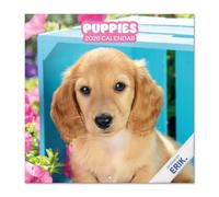 Grupo Erik Calendario 2026 pared Perros - Almanaque pared 2026 : Planificador mensual Con espacio para Anotar, Ilustraciones y Fácil de colgar (30x30cm)