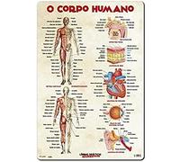 Grupo Erik Editores Lamina Didactica en Portugues O Corpo Humano
