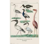 Poster Pajaros Vintage