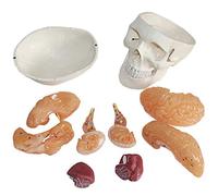 GTHTUHFD Anatomía Humana Científica - Modelo De Cráneo A Tamaño Real Modelo Anatómico del Cerebro Humano Adulto Modelo De Enseñanza De Órganos Médicos 8 Partes