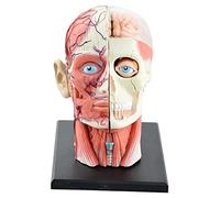 GTHTUHFD Modelo Anatómico De Cabeza Humana 4D Vision Modelo De Cráneo Humano 4D Vision Herramienta De Enseñanza De Ciencias Médicas