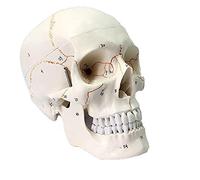 GTHTUHFD Modelo Anatómico De Cráneo Humano. Modelo Médico De Cráneo con Numble. Modelo Anatómico De Cráneo Humano para Entrenamiento.