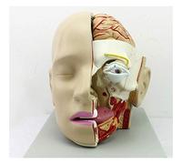 GTHTUHFD Modelo De Cabeza Humana Cabeza Cráneo Cerebro Arteria Cerebral Modelo Análogo Cráneo Humano De PVC con Músculo Y Nervio Vaso Sanguíneo Sección De La Cabeza Cerebro A