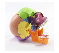 GTHTUHFD Modelo De Cráneo, Anatomía Humana, Color, 15 Piezas, Modelo Realista Y Preciso, Flexible Y Desmontable.