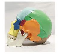 GTHTUHFD Modelo De Cráneo Humano A Color, Modelo Anatómico De Cráneo, Material De Resina, Modelo De Cráneo De Anatomía Humana para Estudio, Exhibición Y Enseñanza.