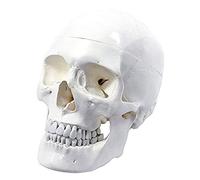 GTHTUHFD Modelo De Cráneo Humano Natural De Cabeza Grande 1:1, Desmontable En 3 Partes: Se Puede Dividir En La Bóveda Craneal, La Base del Cráneo Y La Mandíbula para La Enseñanza De La Anatomía Médic
