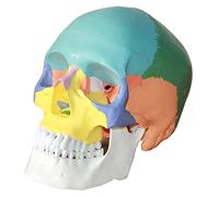 GTHTUHFD Modelo De Esqueleto De Cabeza Humana A Color, Tamaño Real, 3 Partes, Modelo Anatómico De Cráneo Humano para Estudiantes De Medicina.