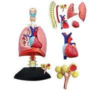 GTHTUHFD Modelo Educativo, Modelo Cerebral, Modelo De Órgano Humano, Modelo Pulmonar, Modelo De Órgano Humano Desmontable, Modelos Médicos.