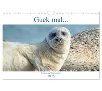 Guck mal ... Robben im Wattenmeer (Wandkalender 2026 DIN A4 quer), CALVENDO Monatskalender: Robben der Nordsee, immer wieder faszinierend und abwechslungsreich