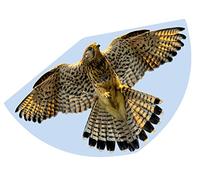 GÜNTHER FLUGSPIELE 1230 - Cometa Infantil con diseño de halcón, de Polietileno Resistente, con báscula de dragón Ajustable, para niños a Partir de 4 años, con asa y Cuerda, Aprox. 92 x 62 cm