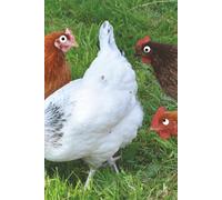 Guess What? dotted notebook for teens and tweens, 100 pages, dotted white paper, 6x9 inches: For teens that won't stop making chicken jokes, perfect ... journaling or just plain goofing off