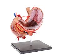 GUHPZA Anatomía del órgano humano, modelo anatómico del órgano del estómago humano, rompecabezas, juego de ensamblaje dividido en 12 piezas