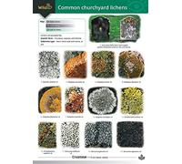 Guide to Common Churchyard Lichens