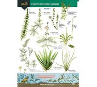 Guide to Commoner Water Plants: No. 57 (Field Studies Council Occasional Publications S.)