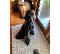 Guillermo Portabales - Historia Musical