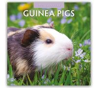Guinea Pigs 2025 Square Wall Calendar