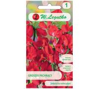 Guisante perfumado - rojo