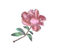 Guitarra Cabeza Placa Pegatinas Cuello Desmontable Inlay Cuello Adhesivo Decorativo Fácil de Usar Guitarras Acústicas Eléctricas Bajo Ukulele Piezas Accesorios