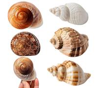 GUOYOU 5 Piezas Conchas de Mar Decoracion, Conchas Marinas Mixtas de Playa, Marinas Conches Marines Mixtas, 3-9CM Conches Marines Naturale para Acuarios Peceras Manualidades Jarrones Decoración del