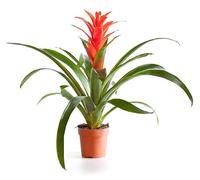 Guzmania Roja o Estrella de Navidad la Planta que te Traerá Buena Suerte