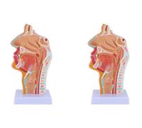 Gvvsjgdbis 2X Modelo De Anatomía de la Garganta de la Cavidad Nasal Modelo Anatómico Humano De La Faringe De La Laringe para Estudiantes Estudiando La Enseñanza de la Pantalla