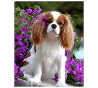 GWYDYB DIY 5D Diamond Painting by Number Kits, Cavalier King Charles Spaniel Pintura con diamantes Suministro de arte Lienzo Decoración de pared 40 × 50cm