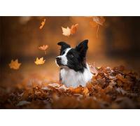 GWYDYB Nueva pintura al óleo por números para adultos y niños - Border Collie de animales - Pintura al óleo DIY por Kits de números - Regalo de decoración