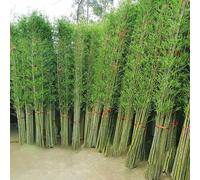 GY8PKVWKWQ Grandes Árboles De Plantas De Bambú Artificiales,árboles De Bambú En Miniatura,Plantas De Imitación For Interiores Y Exteriores,Resistentes A La Intemperie(10 Root,1m/3.3ft)