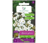 Gypsophila elegante blanca