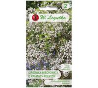 Gypsophila paniculata - blanca