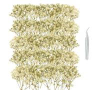GZGXKJ 100 Gypsophila Paniculata Preservada Blanca Flores Secas Naturales