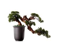HADECOLL Árbol Falso, Planta Artificial, árbol bonsái, Chino, simulación, árbol bonsái de Pino de Bienvenida, decoración de Sala de Estar Interior, Planta en Maceta de simulación con jarrón de CE