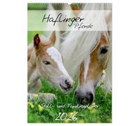 Haflinger Pferde - Stall- und Familienplaner 2026 (Wandkalender 2026 DIN A2 hoch), CALVENDO Monatskalender: Stallplaner und Familienplaner - alle Termine im Blick mit Haflinger Pferden