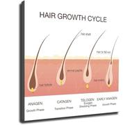 Hair Follicle Poster Scalp Care Cycle Chart