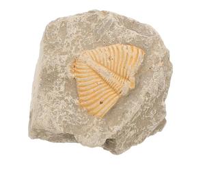 HAKIDZEL Fósil de Trilobite Natural para Decoración y Prácticas Docentes, Material Fósil Forma Aleatoria, Adecuado para Enriquecer Conocimientos y Creatividad de Estudiantes