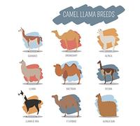 Half a Donkey Paño de Cocina, Algodón, 65 x 47 cm